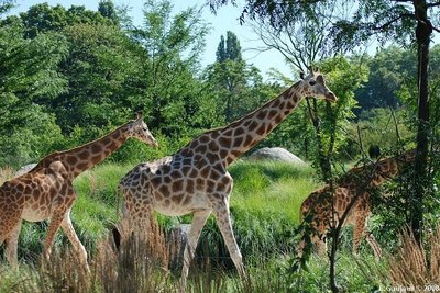 리옹 동물원(Zoo de Lyon)
